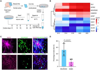 Frontiers Single Cell Rna Sequencing Identifies Various Proportions